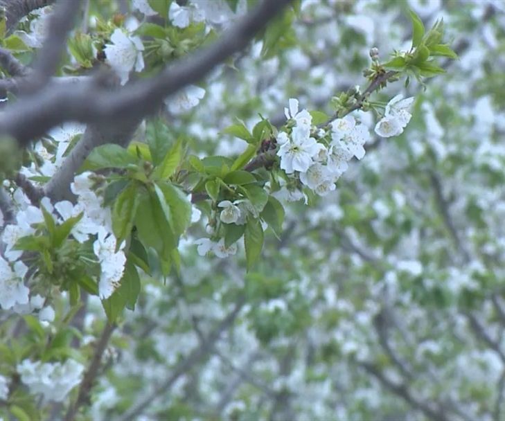 春来到！青州这里一大片樱桃花开了！