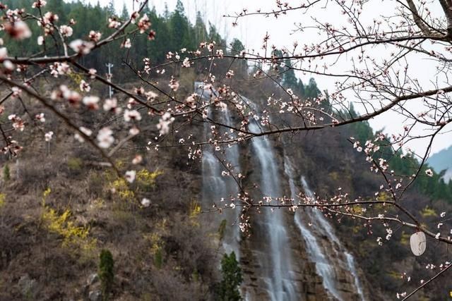 青州市：春到泰和山 花俏一点红