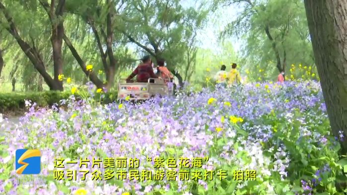 青州弥河国家湿地公园 二月兰怒放盛开变成“紫色花海”