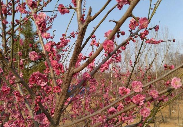 青州王府：春日里的梅花竞相开放