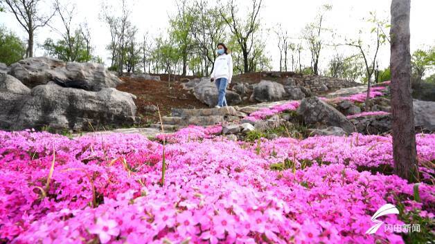 四月的青州，芝樱花开，青州各大景区解封可期待！