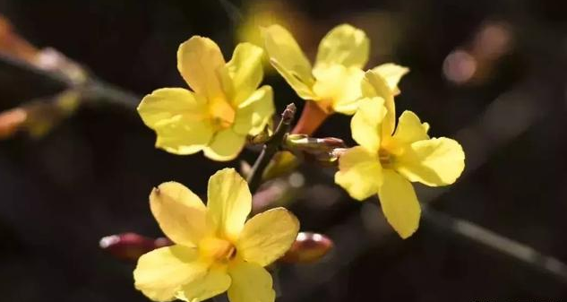 春回青州，百花竞放