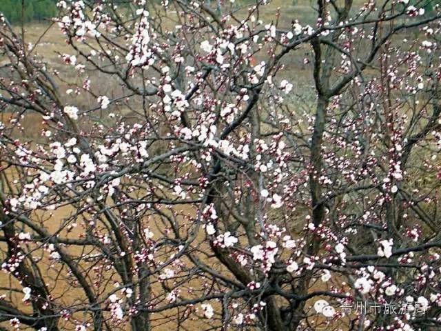 青州王家崖的杏花初盛开，花满山坡~