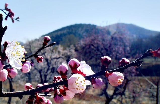 王家崖里杏花山