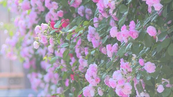 青州市：月季 蔷薇花开迎夏来