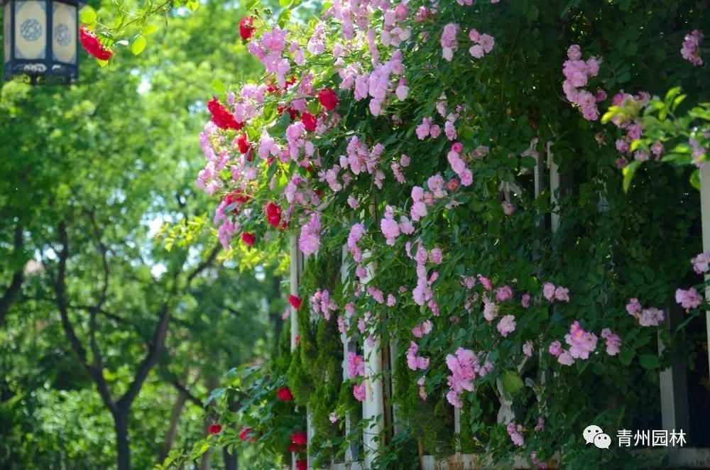 【一路芳华】五月蔷薇吐芳菲