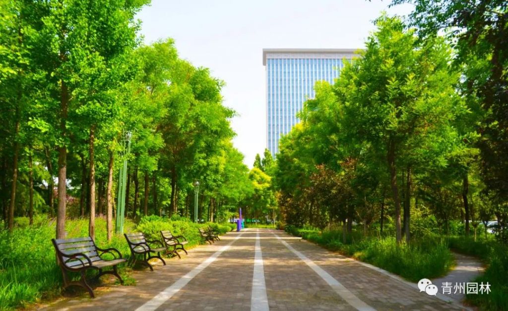 青州新建多处口袋公园 绿地布局日趋完善