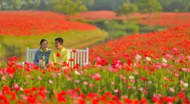 青州杏花村520节日免费！还送玫瑰！厉害了！