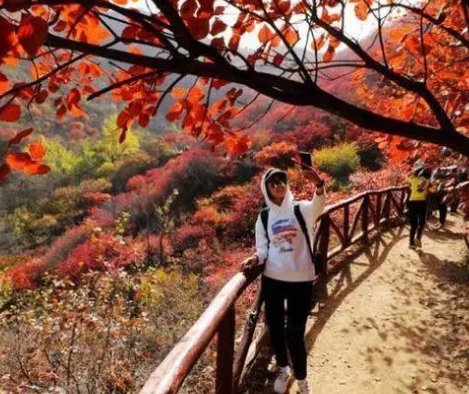 青州天赐山景区红叶渐入最佳观赏期