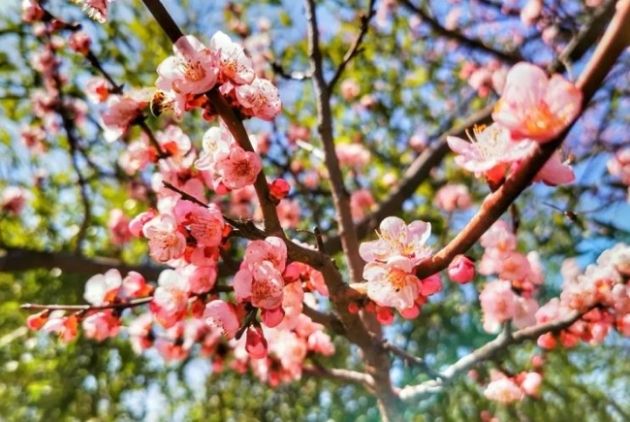 相约春天！沂蒙山龟蒙景区3.16恢复开园