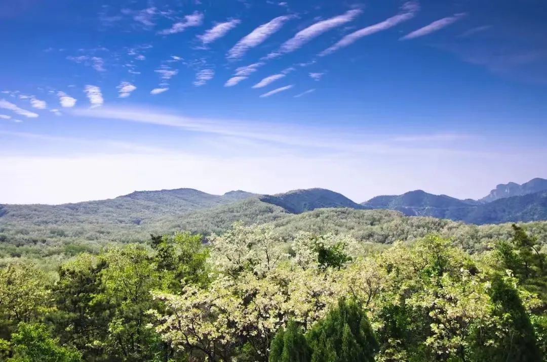 2022年青州仰天山风景区第十八届高山槐花节开启！优惠多多！来青州旅游绝不能错过！