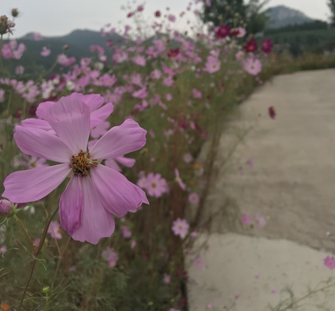 在青州，几多鲜花几多情