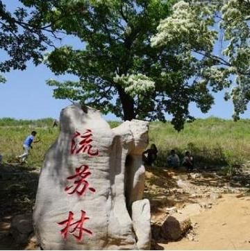 青州这个地方“5.1”期间，满树银花，银装素裹