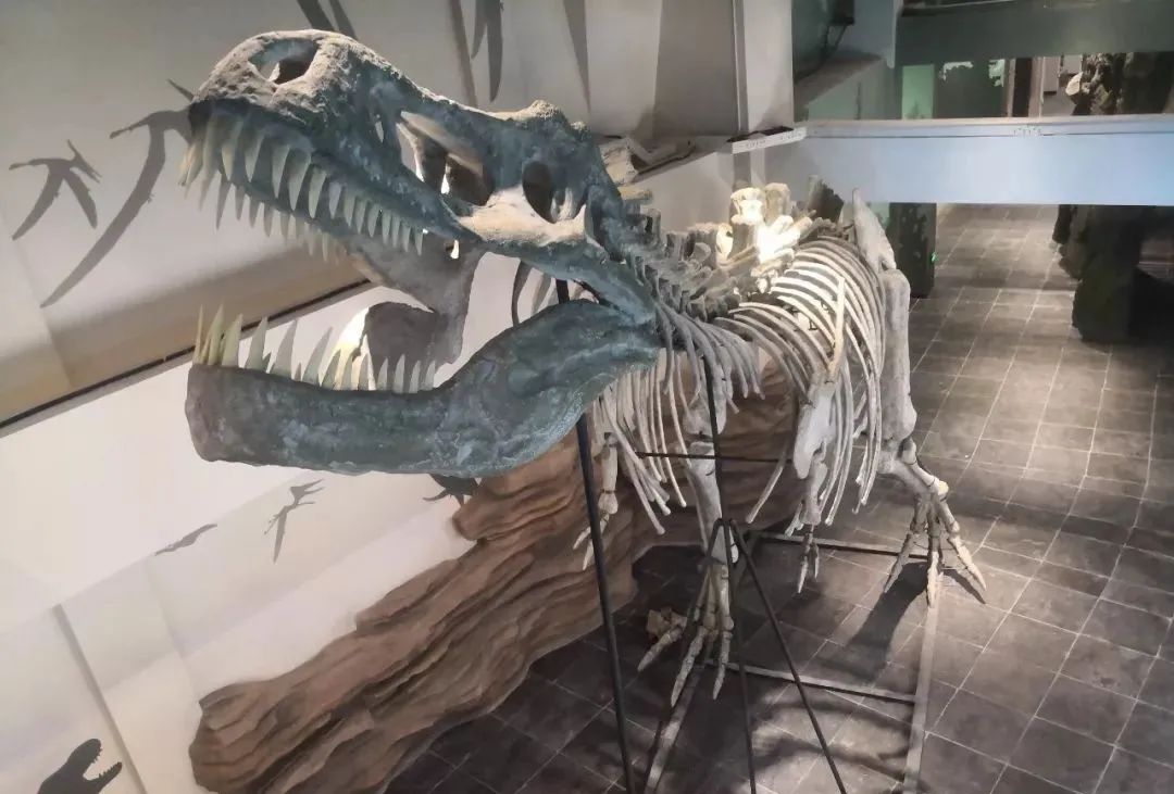 来青州旅游一定要去的青州古城(5A)侏罗纪科幻馆，特惠亲子套票来啦！