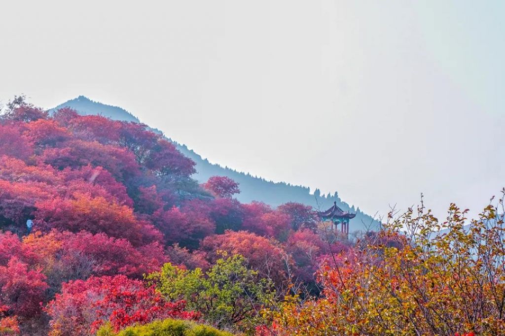 被红叶染红的那个山坡，是青州北李红叶谷