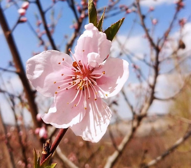 春到广福寺：如见如来