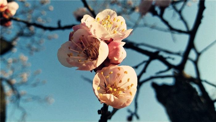 这片杏花山，流连忘返