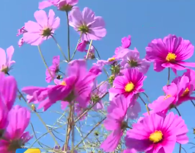 青州：寻一片花海 赏秋日美景