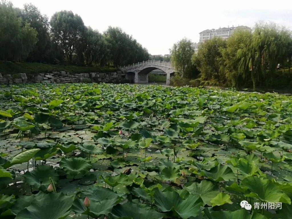 半亩方塘，一池清荷——南阳河元宝湖生态治理显成效