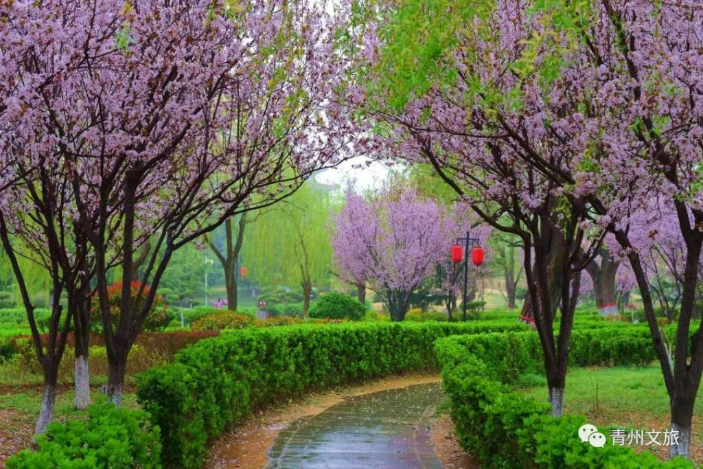 庚子上巳节，雨中的青州绝色…