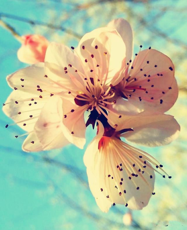 桃花开，嫩柳绿，三月美景来袭