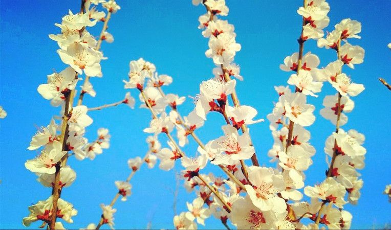 桃花山的桃花一开，就是一片春光