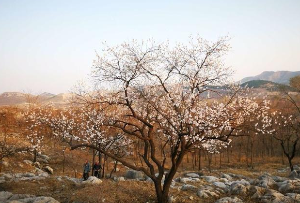 青州王府庄园：春日游，杏花满头