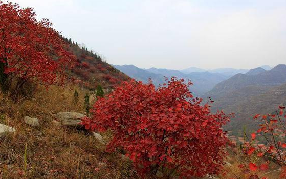 花都帝国好风景，芦苇荡中，黄栌柿子分外红