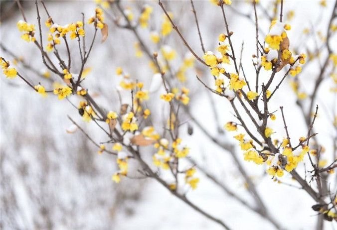 龙兴寺的雪中腊梅