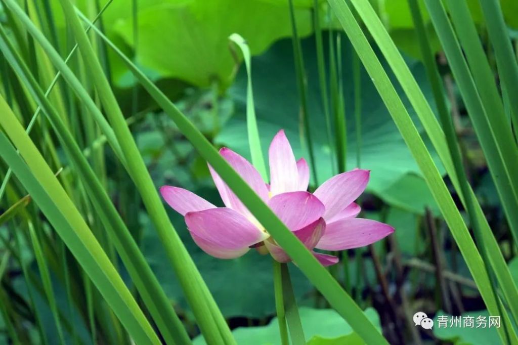 南阳河的夏天｜荷花已开，就等你来！