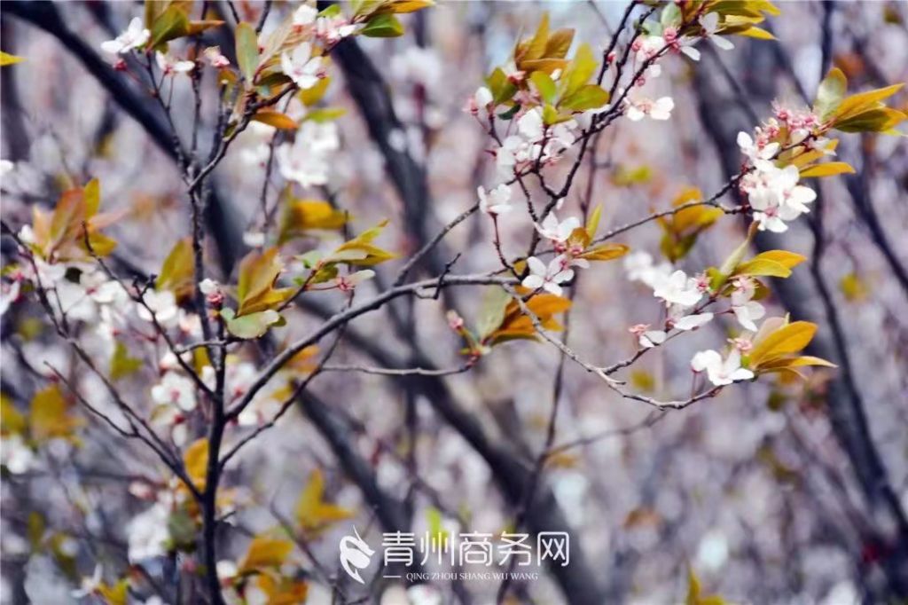 青州春日“花”路，你最中意哪一条？（下）