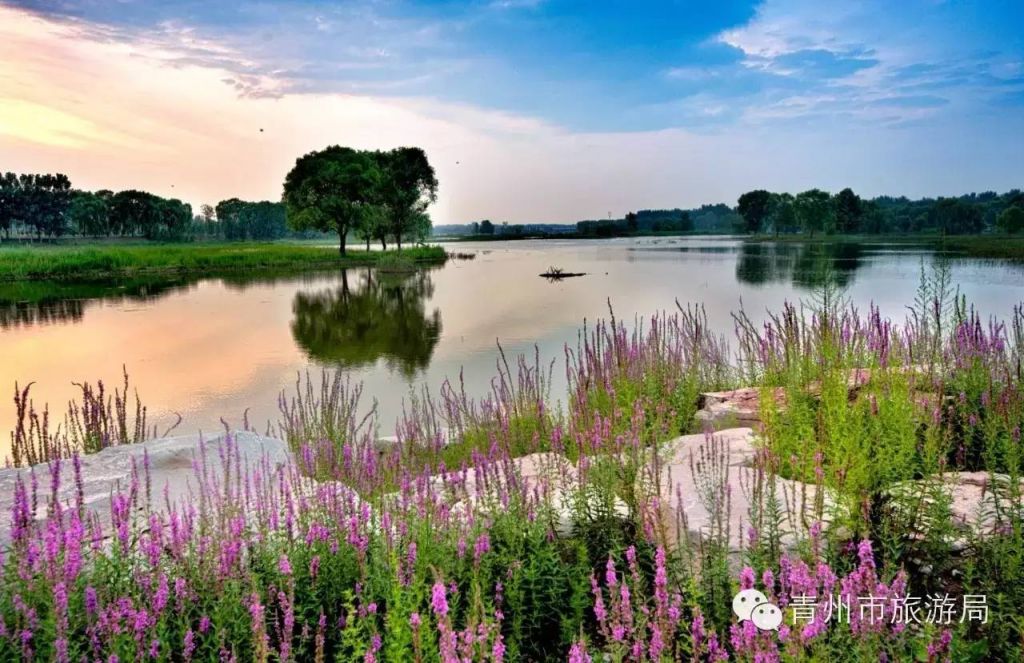 休闲嬉水好去处！青州这处国家湿地公园够你玩整个夏天