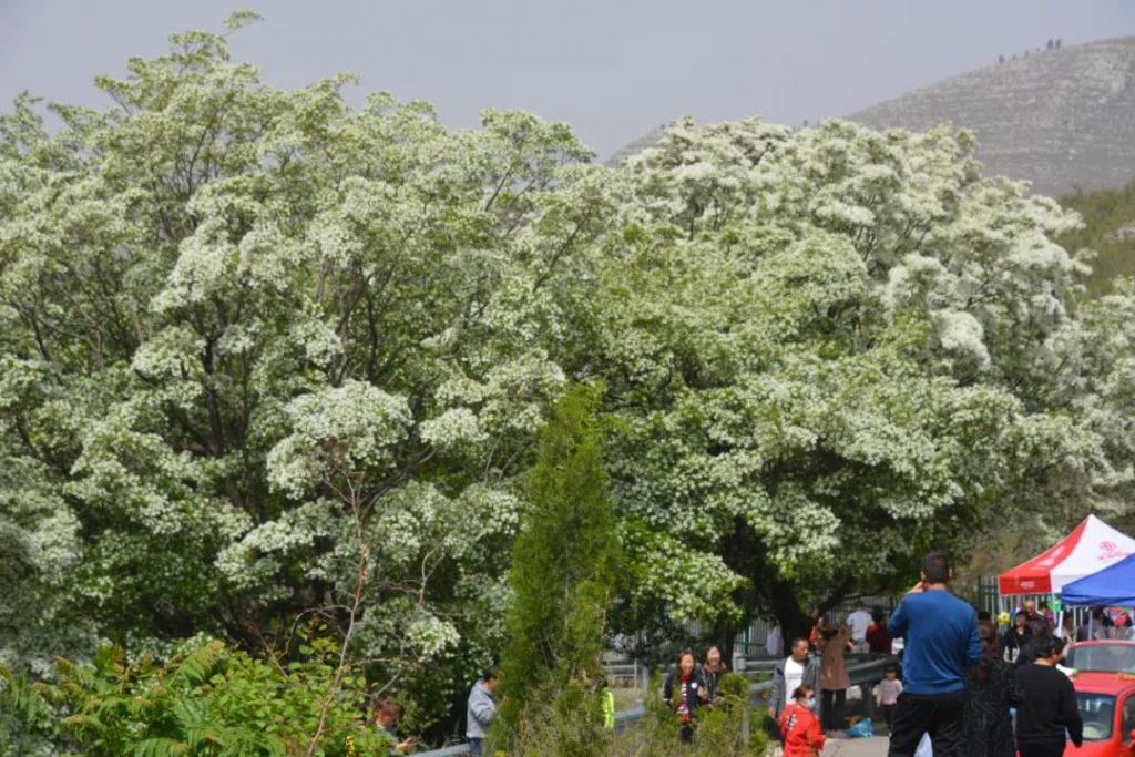 最美雀山四月天 千年流苏赏花节——青州邵庄镇2021年雀山流苏文化艺术节隆重开幕