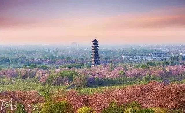 “东风洒雨露，繁花漫古城”究竟是怎样的一种美？青州就是答案！