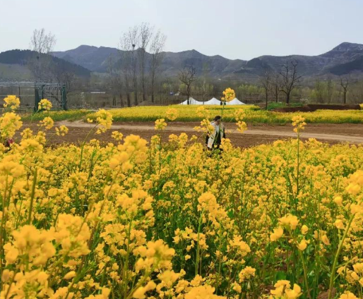 青州杏花村4月5日试运行,油菜花都开了！