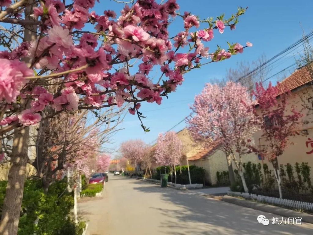 青州市何官镇石家村第四届桃花节开幕