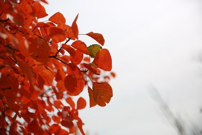 柿子红了，枫叶红了，九龙峪最美的季节来了！