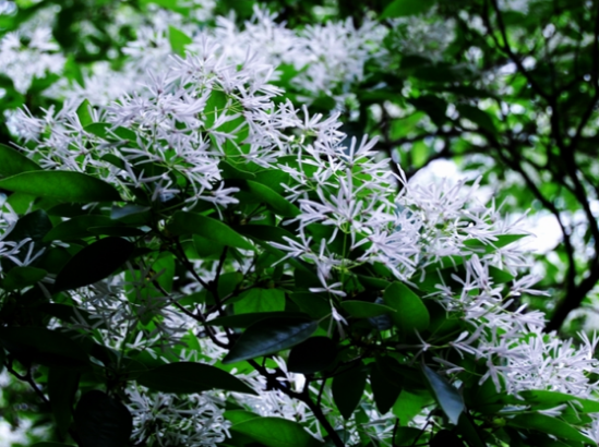 青州十景|雀山流苏，花开醉游人