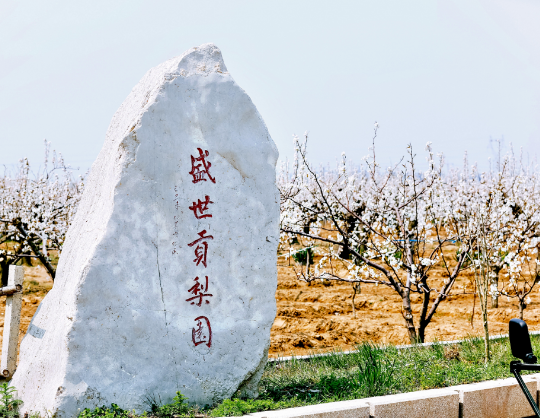 春光正好，梨花醉人！烟台邀你邂逅一场春天的浪漫！ 