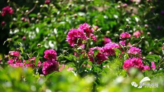 五月花神芍药花，在青州古城偶园盛开中！