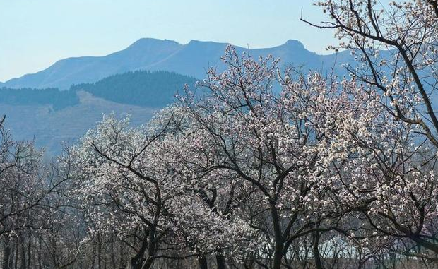 杏花山，青州的世外桃源