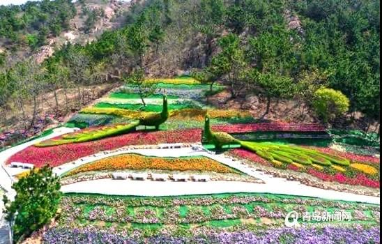 青岛花博会4月28日启幕，五月底前，60万盆奇花异植免费赏