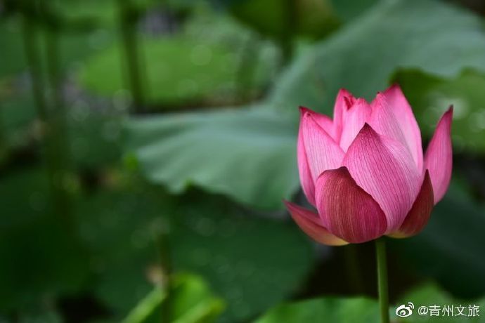 雨后范公亭，仿若绝美画卷