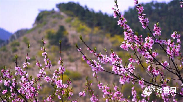 青州仰天山森林公园进入盛花期