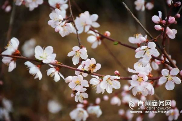青州云门山初春第一支桃花来了