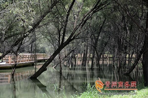 青州市沼泽公园进入旺水期 成消夏好去处