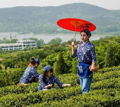 这处网红好地儿竟藏在潍坊，打卡茶园秘境，感受亲手采茶的乐趣吧！ 