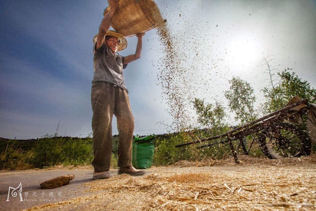 太美了！青州最美麦收季，遍地铺满了金黄色