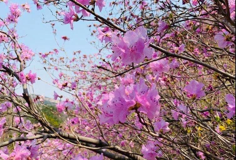万紫千红总是春，大珠山迎最美赏花季