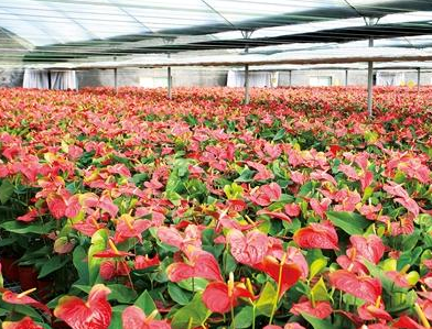 青州“小花朵”成就大产业